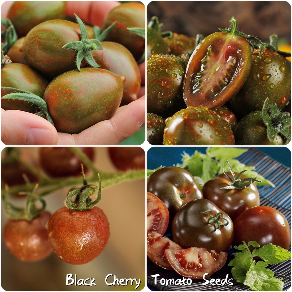100pcs Black Cherry Tomato Fruit Tree Seeds Vegetable Plants for Sale