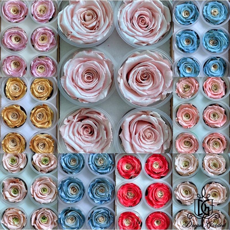 🇸🇬[SG Stock]🇸🇬SG Local Largest Wholesaler RoseAmor Pearl Color ...