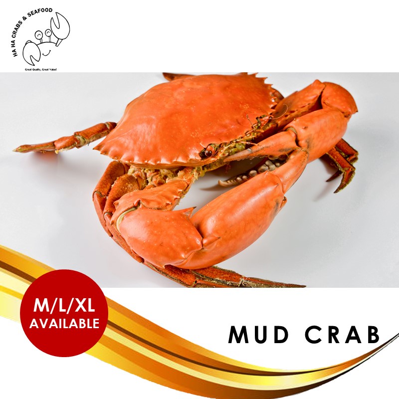 live-mud-crabs-xl-large-medium-roe-crab-shopee-singapore
