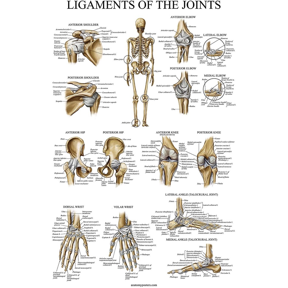 Ligaments of the Joints Anatomical Poster LAMINATED Ligament Anatomy ...