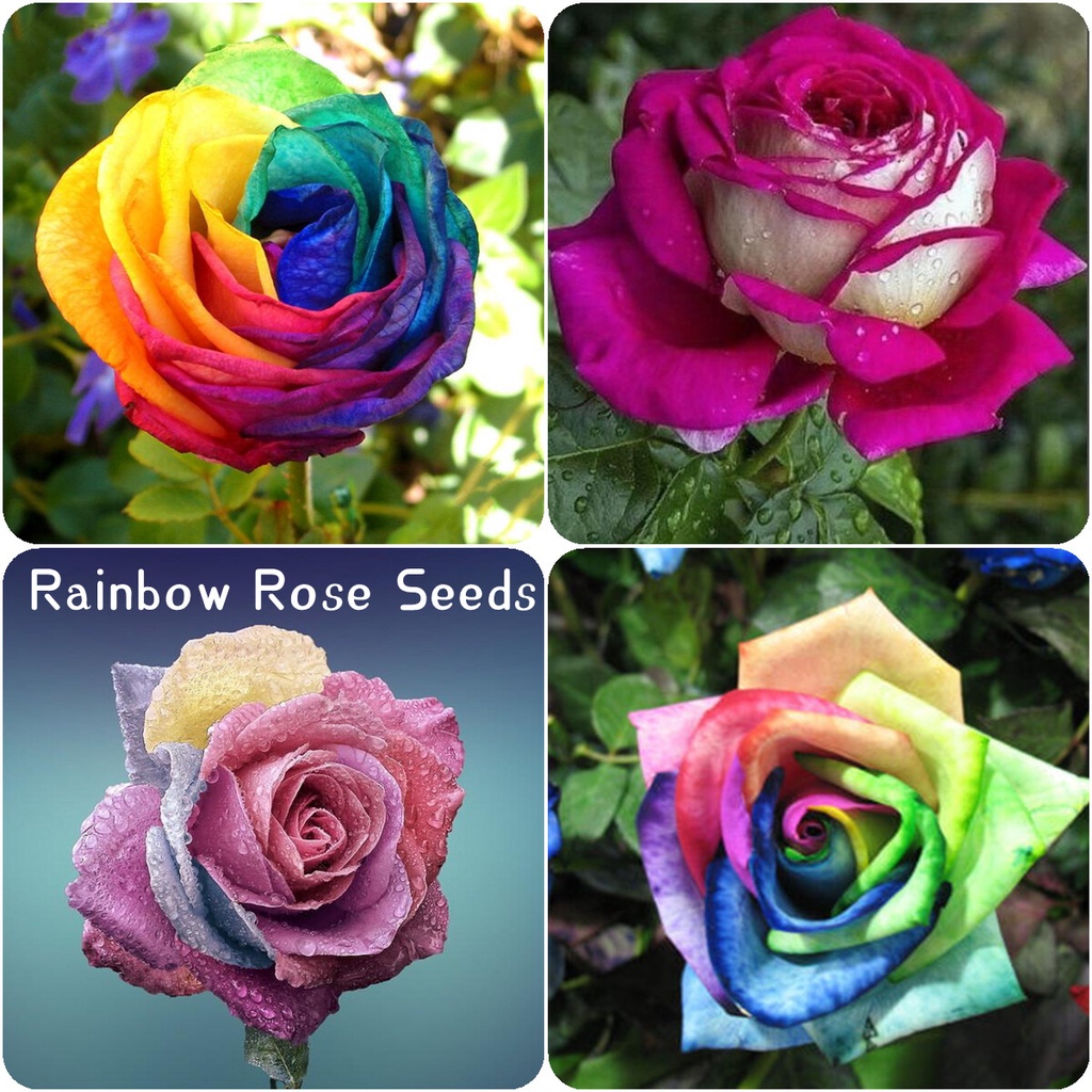 100PCS Rainbow Rose Seeds Plants Mixed Colors for Planting Flower Seed