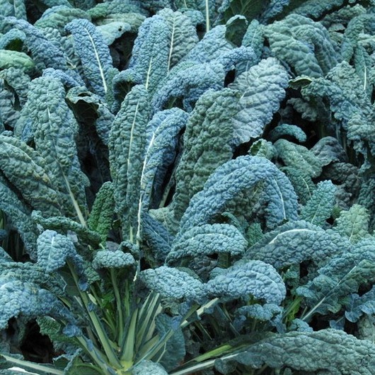 20 Dinosaur Kale seeds (fr SG) Shopee Singapore