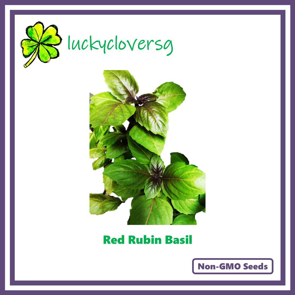 Red Rubin Basil Seeds from SG Shopee Singapore