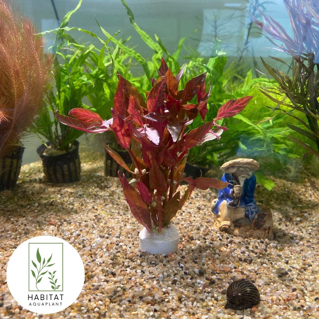 AR Variegated Fresh Live Aquarium Aquatic Plants Shopee Singapore