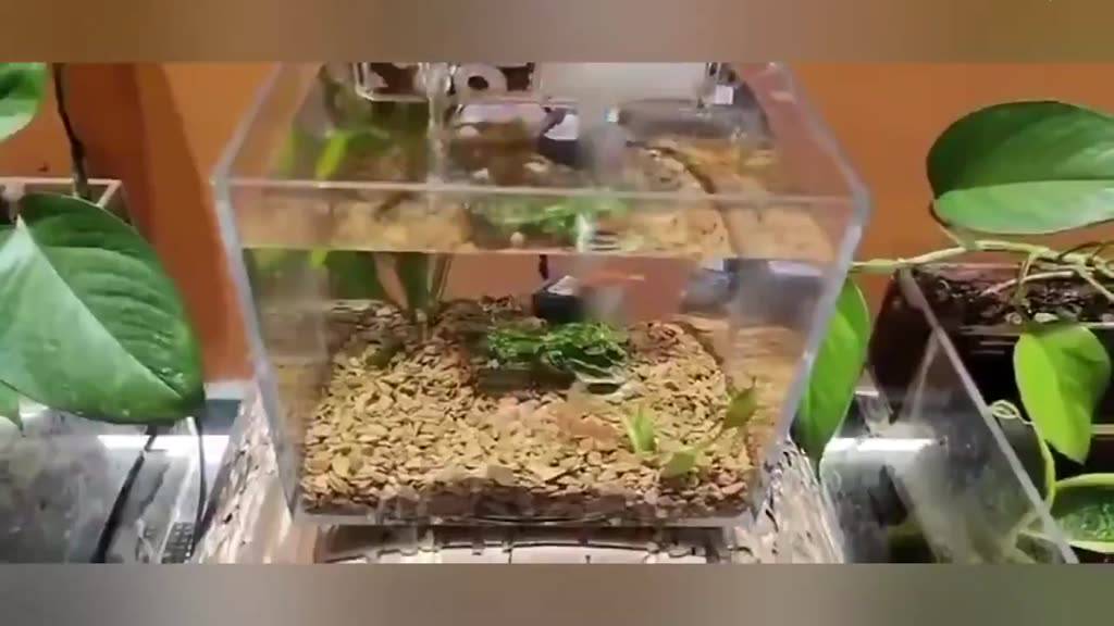 Small Fish Tank Aquarium Set Self-Straw High-Straw Acrylic Ultra-White ...
