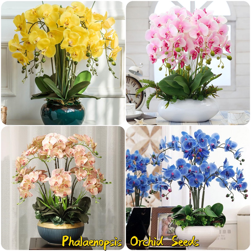 50pcs Phalaenopsis Orchid Seeds for Planting Garden Decoration Items