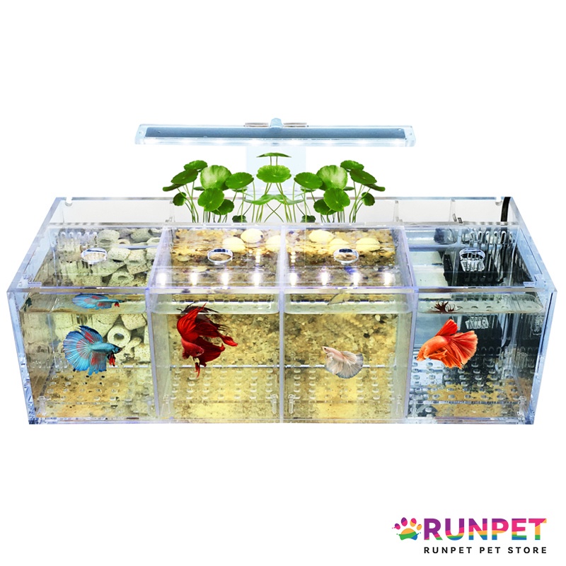 RUNPET Betta tank breeding incubation isolation box water free desktop ...
