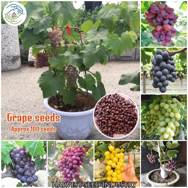 [100 Original Seed] Mixed Variety Grape Seeds for Planting (100 Seeds