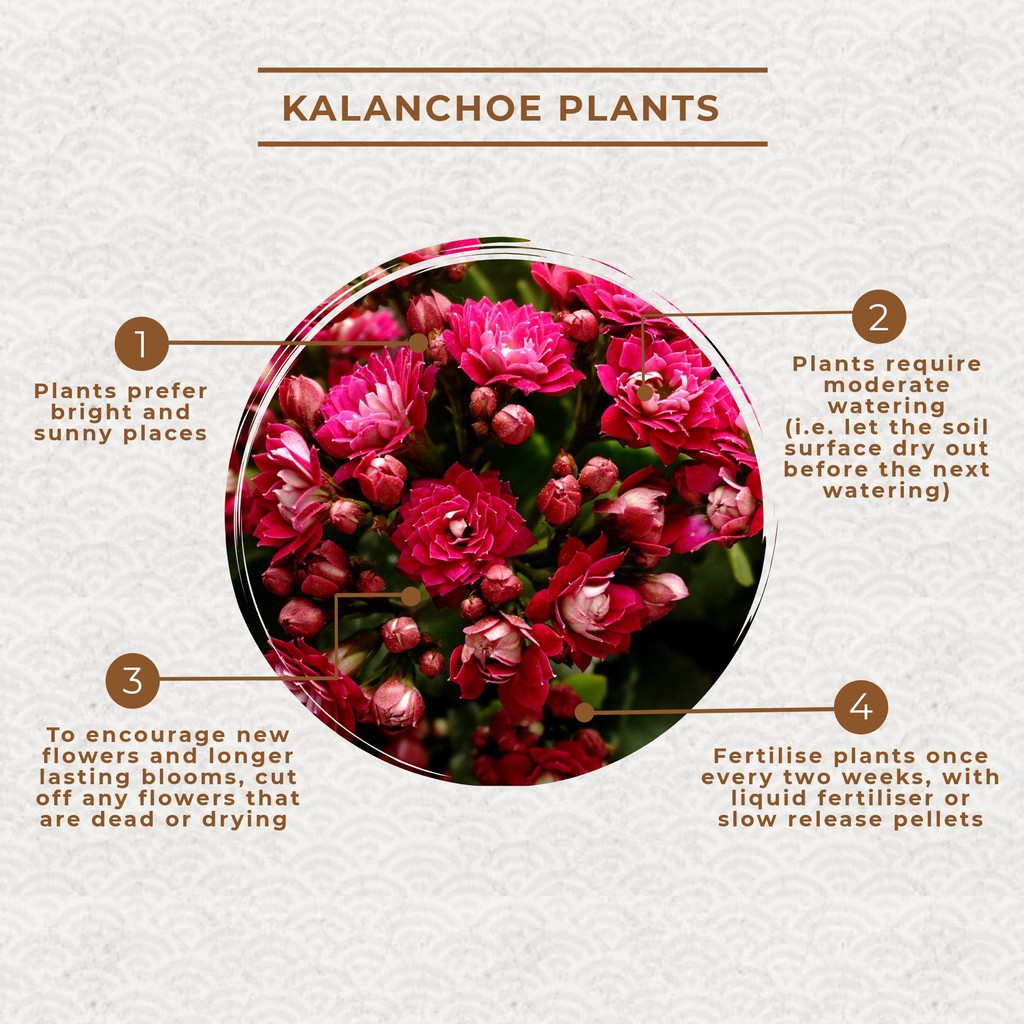 Set of 3 万紫千红 / 长寿花 Kalanchoe Chinese New Year Flowering