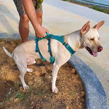 Ruffwear Flagline Lightweight No Pull Handled Dog Harness