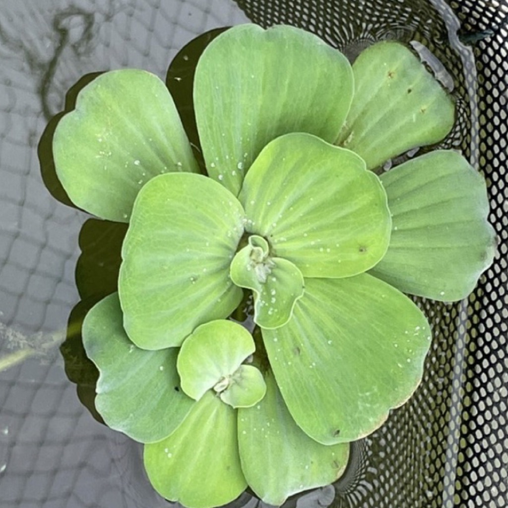 Water Lettuce (Piston Stratiotes) Floating Water Plant / Water Cabbage ...