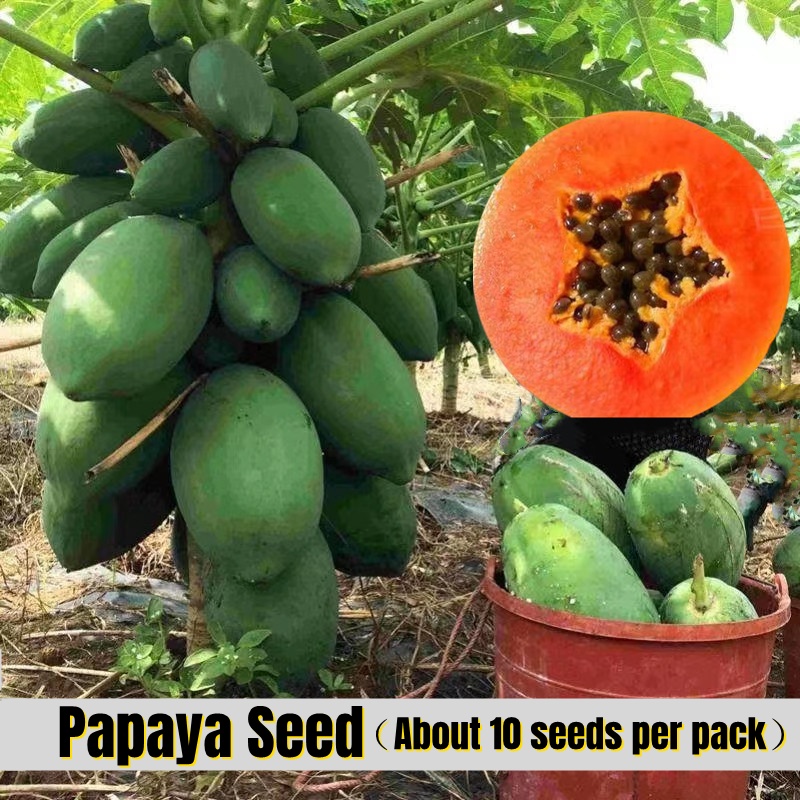 Delicious Dwarf Papaya Seeds for Sale (10pcs Seeds for Planting