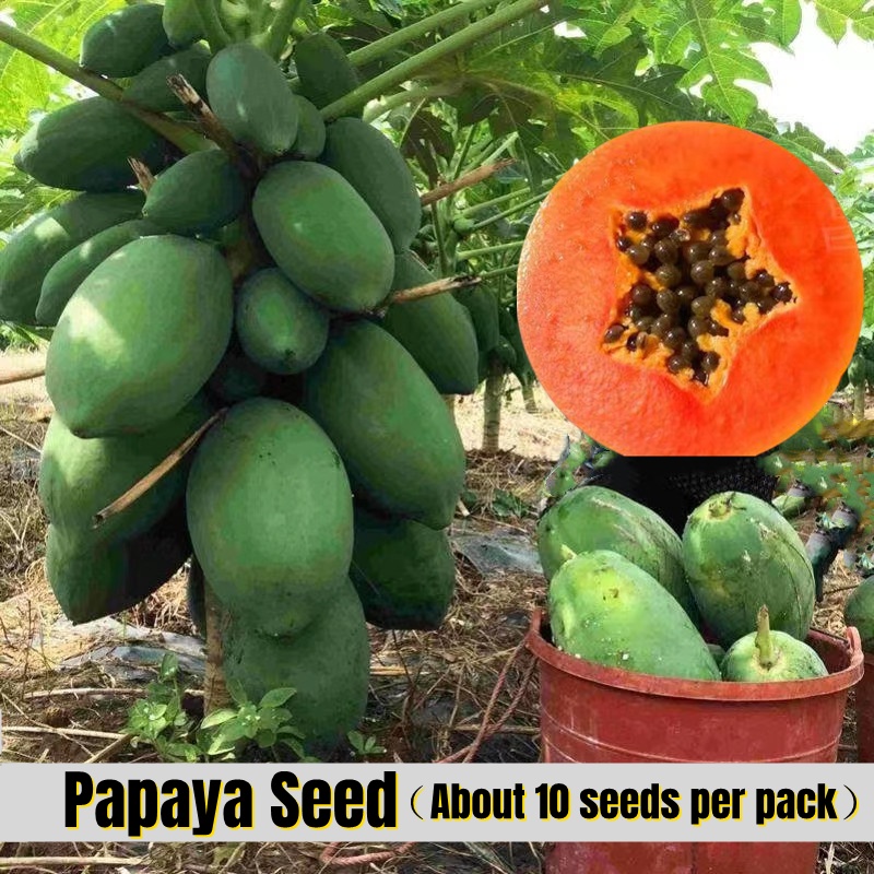 Delicious Dwarf Papaya Seeds for Sale (10pcs Seeds for Planting ...