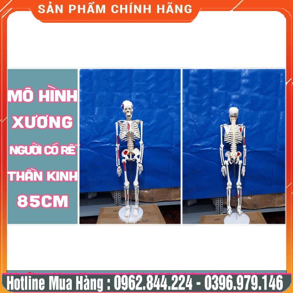 85cm Height Human Skeletal Anatomy Model With Nerves | Shopee Singapore
