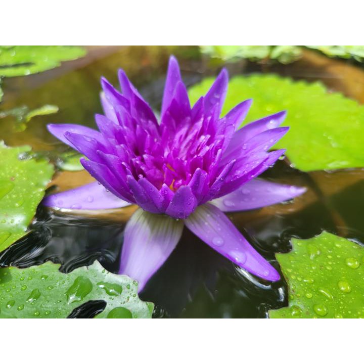 water-lily-nymphaea-cultivar-aqua-plant-shopee-singapore