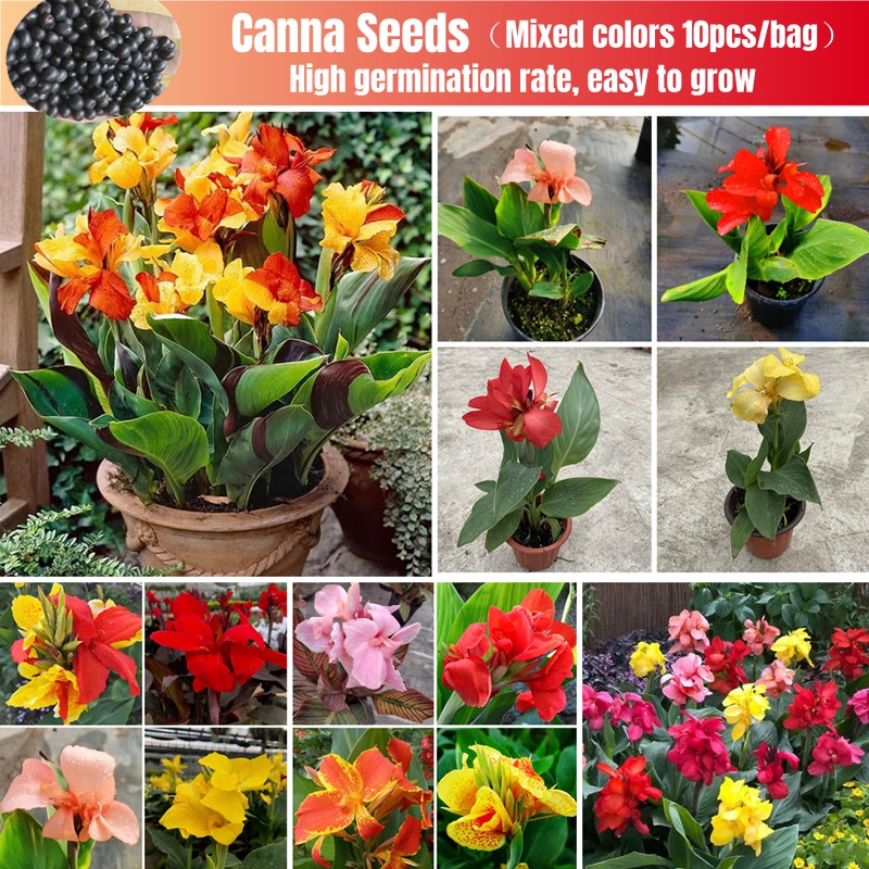 [Easy To Grow In Singapore] 10pcs Canna Seeds Canna Tropical Seed Canna