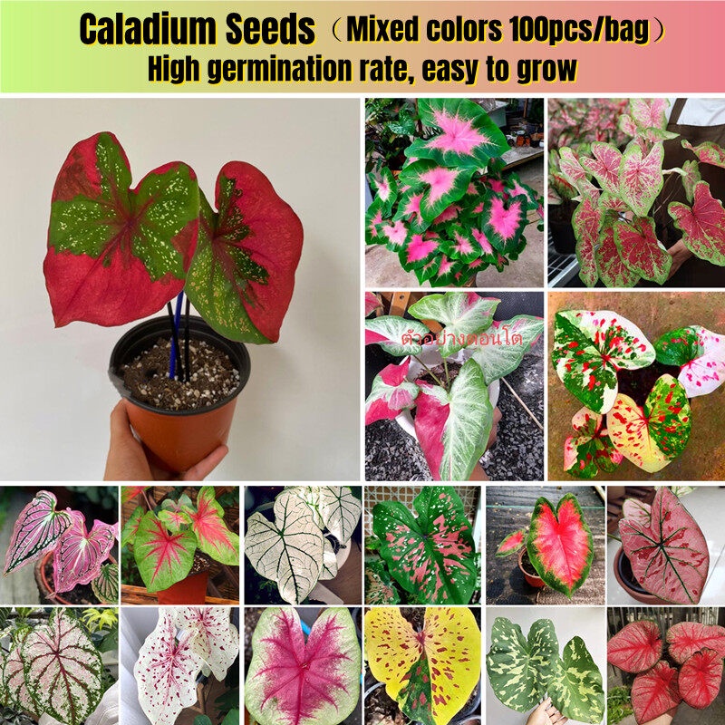 [Easy To Grow In Singapore] 100pcs Rare Caladium Seeds Mixed Colors ...