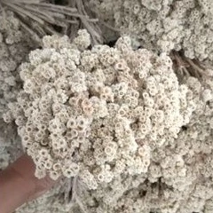 Bunga edelweis termurah  bahan buket - edelweis - Gambar 2