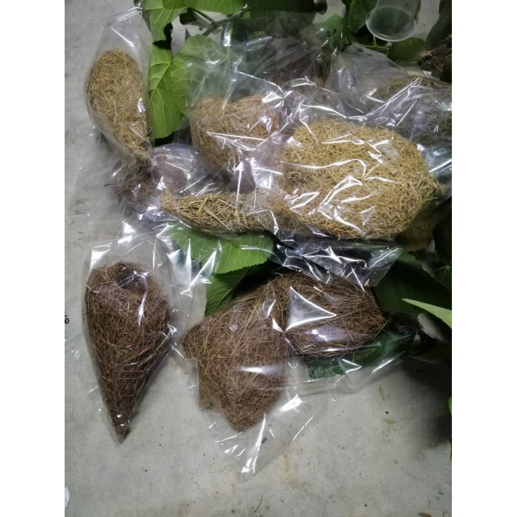 Tempua Bird's Nest/cak raya Bird's Nest/Ornamental Bird's Nest/Hanging ...