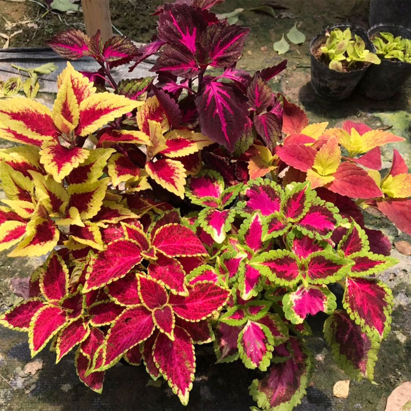 [Singapore Ready Stock] 100pcs Rare Coleus Seed Perilla Flower Seeds ...