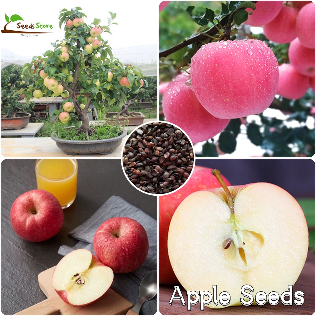 SG Ready Stock Dwarf Apple Tree Seeds 50pcs Sweet Fruit Tree Seeds for