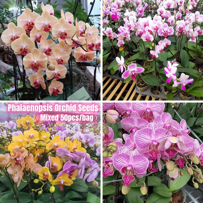 [Easy To Grow In Singapore] 50pcs Phalaenopsis Orchid Seeds for Sale ...