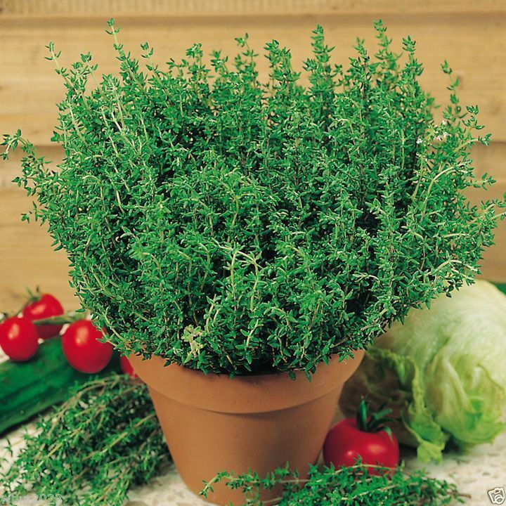 50 Summer Thyme seeds Herb seeds Garden seeds Plant seeds (fr SG ...