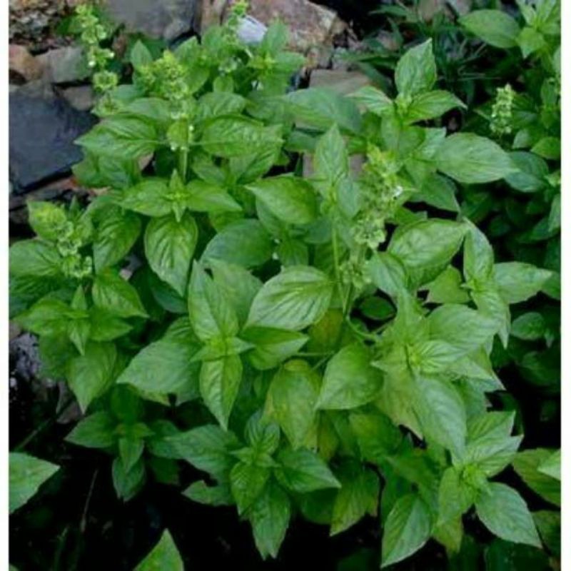 Children Of The Mangi green Holy Basil