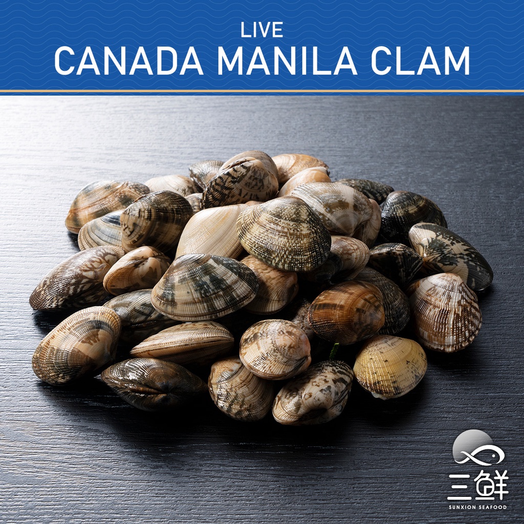 Live Canada Manila Clam 1KG Shopee Singapore