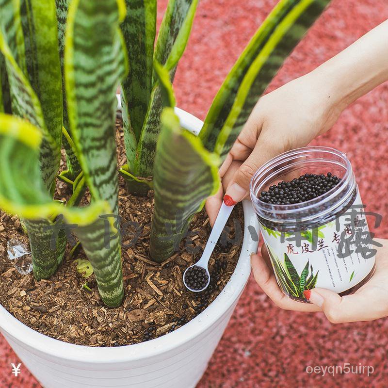 Sansevieria Trifasciata Prain Special Fertilizer Fertilizers for Potted