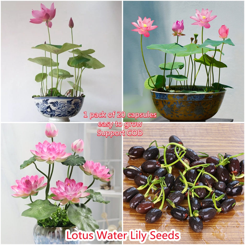 Mini Lotus Water Lily Seeds 20pcs Beautiful Flower Seeds High Quality ...