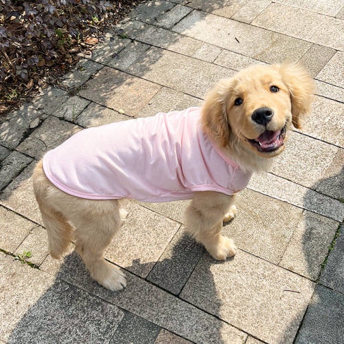 Dog Clothes Summer Thin Golden Retriever Samoyed Labrador Summer