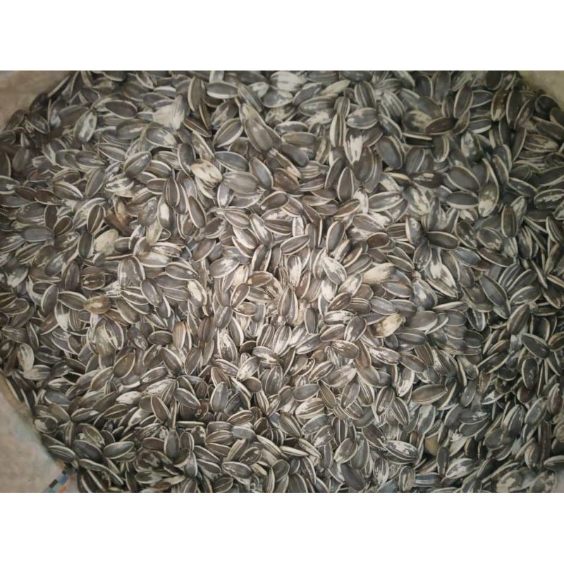 Sunflower Seed / Kuaci / Biji Matahari (Makanan Hamster/Burung Nuri ...