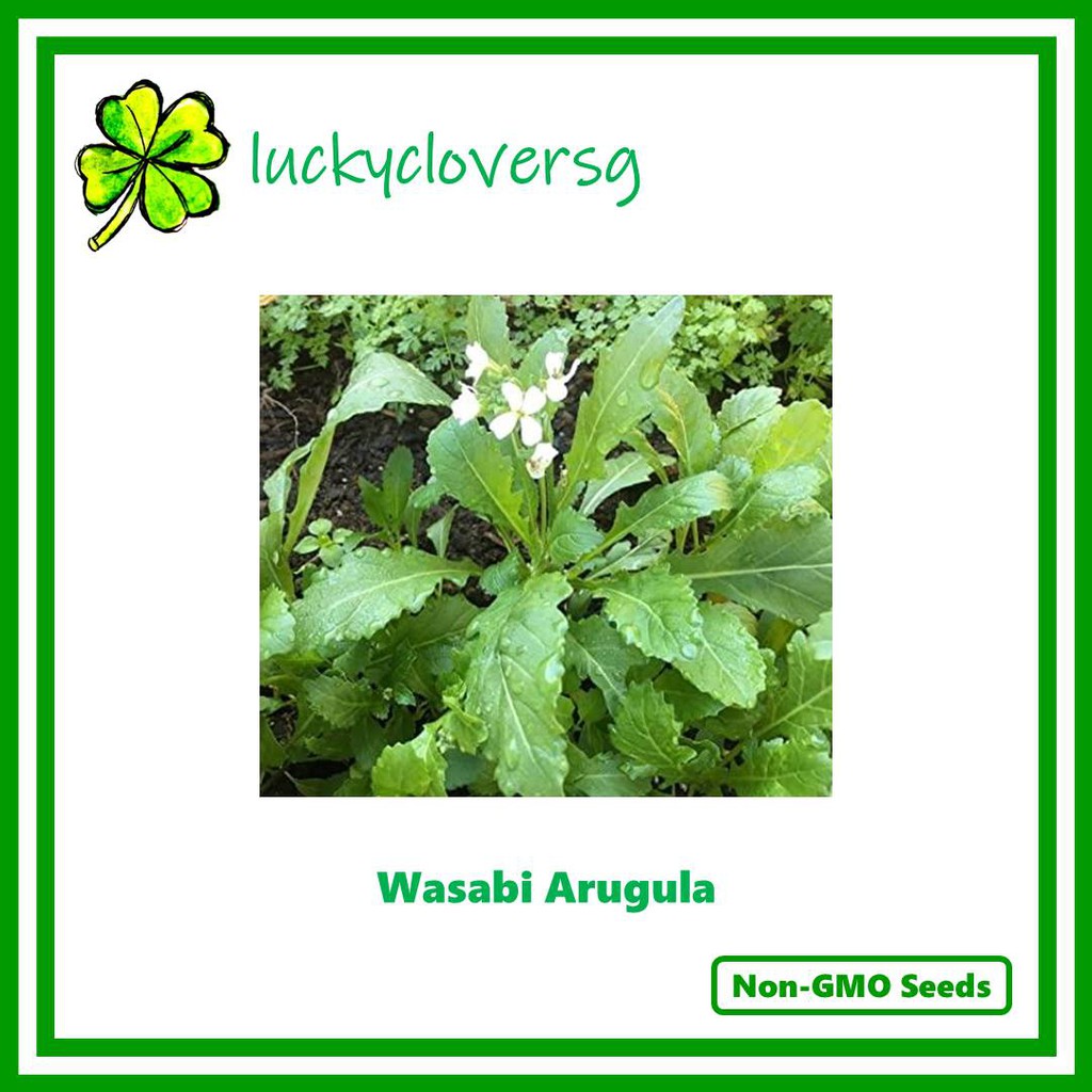 Wasabi Arugula *Seeds from SG* Shopee Singapore