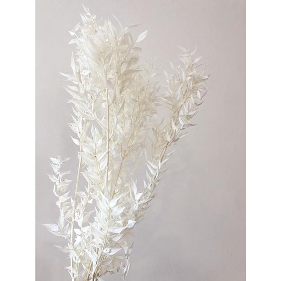 Bleached Italian Fern - Preserved Flower Dried Flower | Shopee Singapore