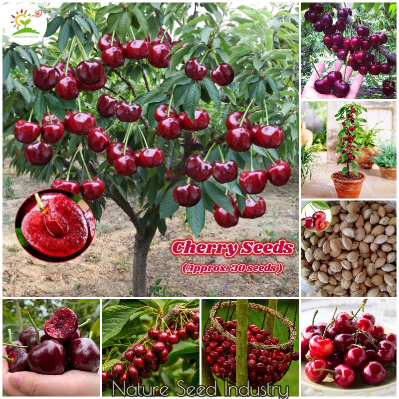 Singapore Ready Stock Sweet Cherry Seeds Fruit Seeds For Planting   7f823fe34000131eaf07738496e213d4