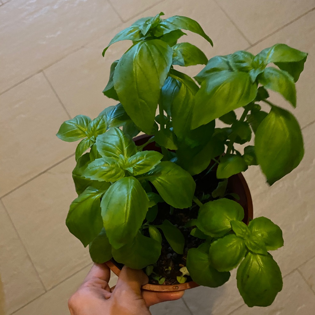 Buy Basil Products At Sale Prices Online March 2024 Shopee