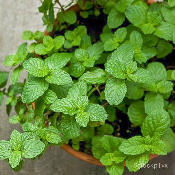 BUY 1 GET 1 FREE Peppermint Seeds For Planting (100Pcs) Potted Edible