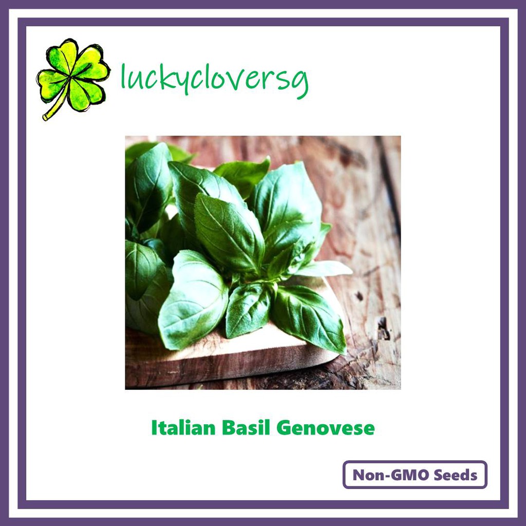 Italian Basil Basil Genovese Sweet Basil Seeds from SG