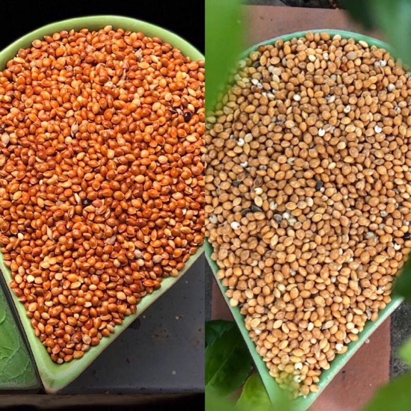 Combo 500G Gold Millet + 500gr Big Red Millet For Parrots 1kg Pack
