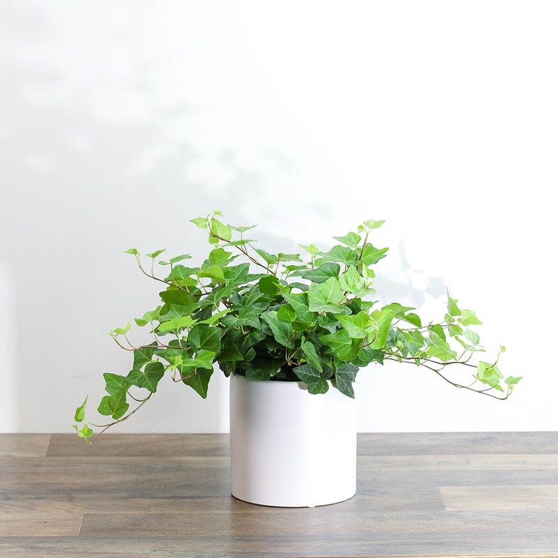 Ivy Green Plant Plant - Fresh Gardening Indoor Plant Outdoor Plants ...