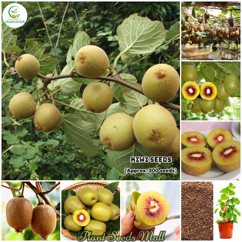 [High Germination] Kiwi Bonsai Seeds for Planting (300 seeds) Actinidia