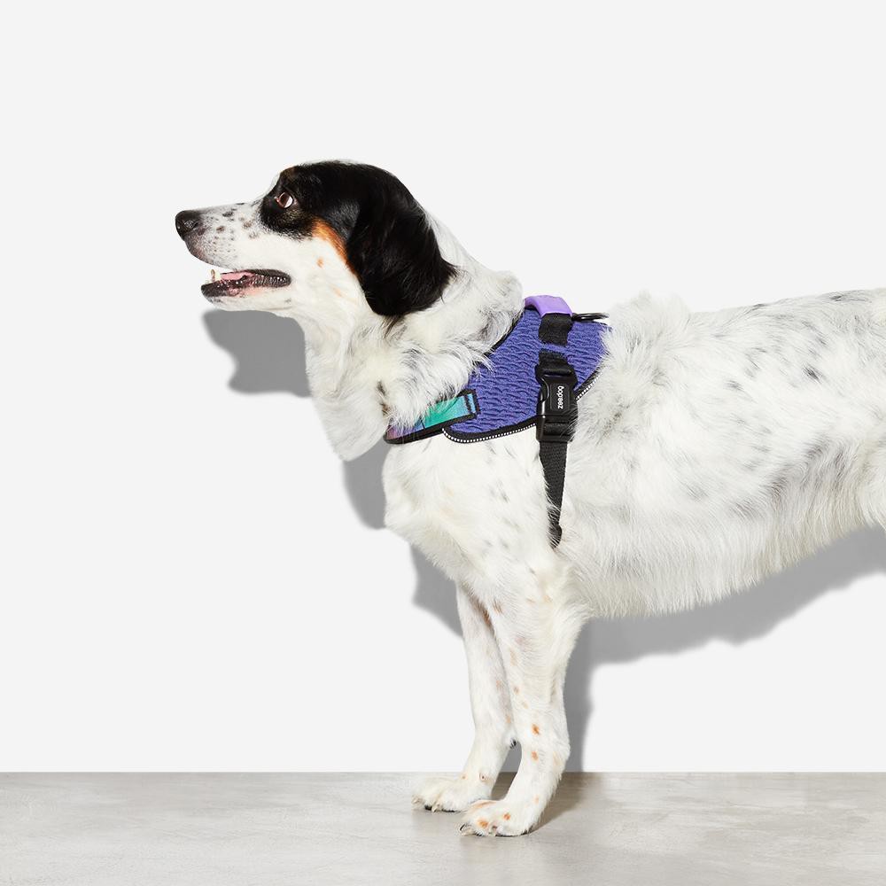 3 peaks dog harness fitting instructions sale