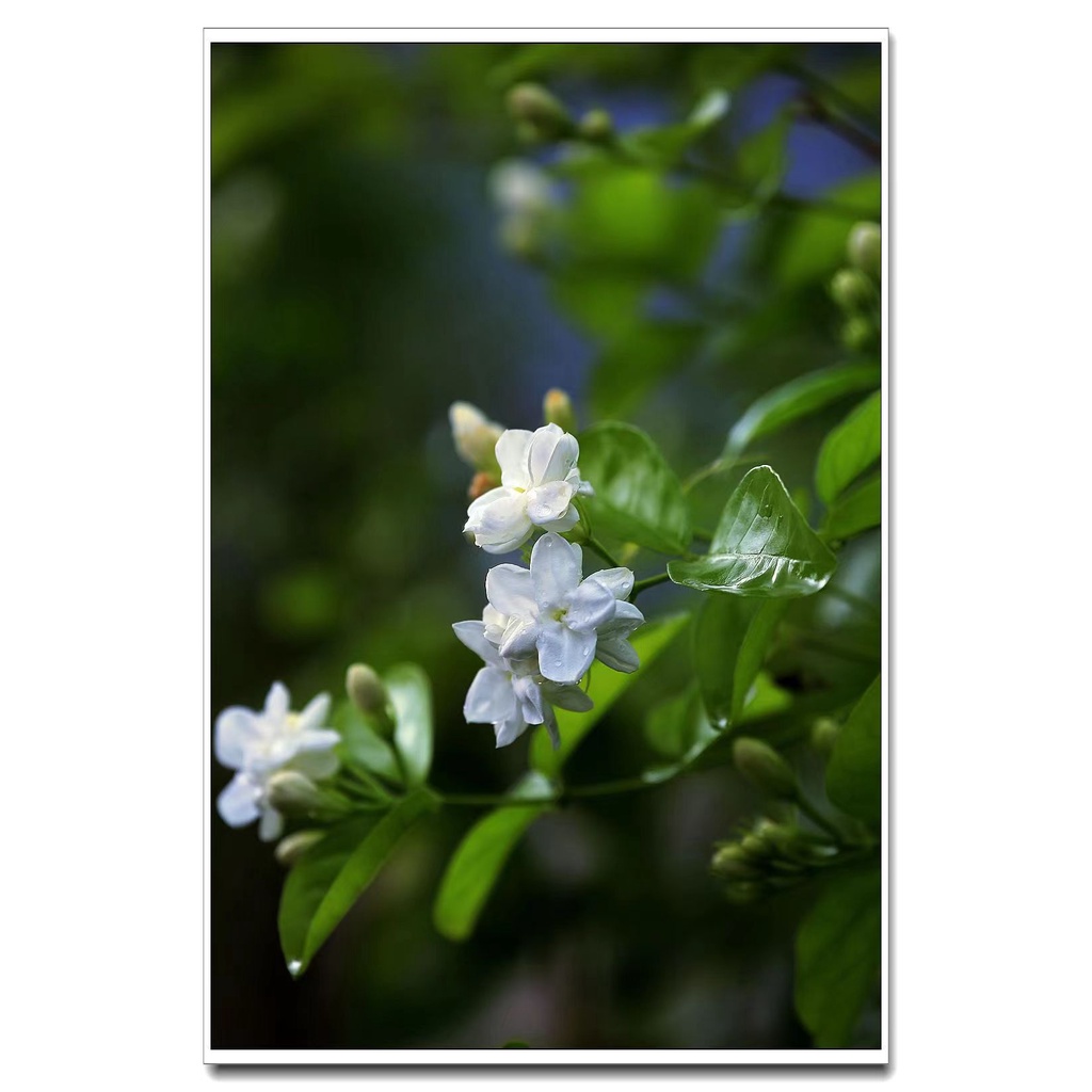 🌹【Fresh seed】【HOT SALE】 50pcs Jasmine Flower Seeds Jasmine Seeds indoor