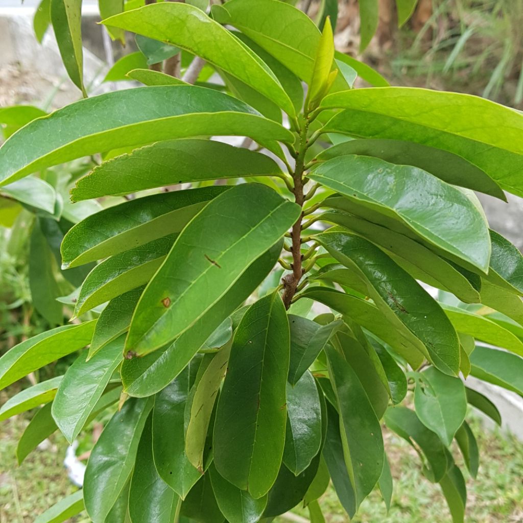 100g Fresh Soursop Leaves No Pesticides(fr SG) | Shopee Singapore