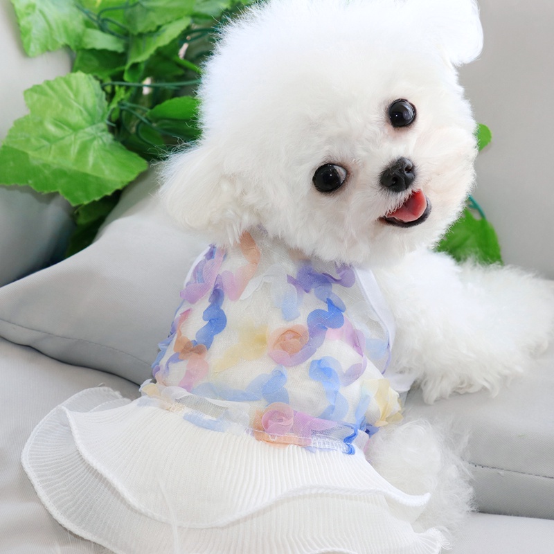 Bichon clothes clearance