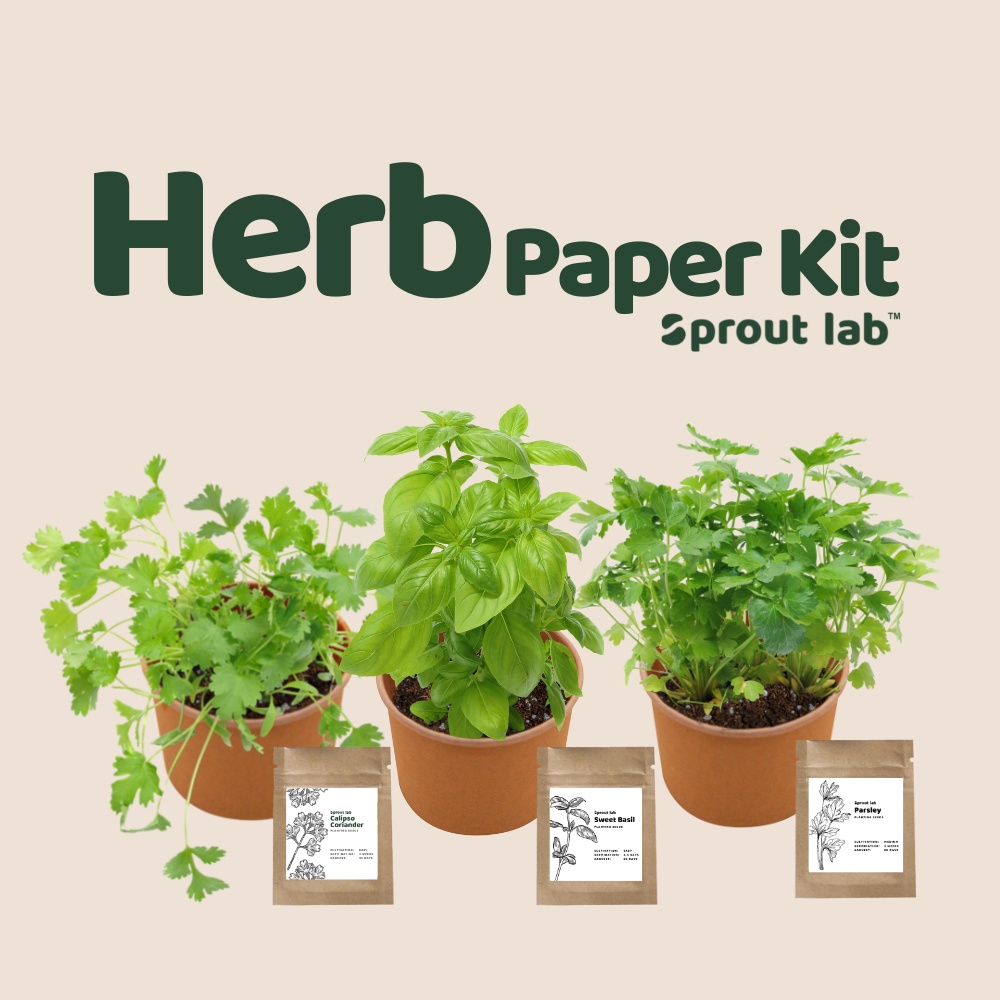 Sprout lab Herb Paper Cup Grow Kit Gift Set Sweet Basil Shopee