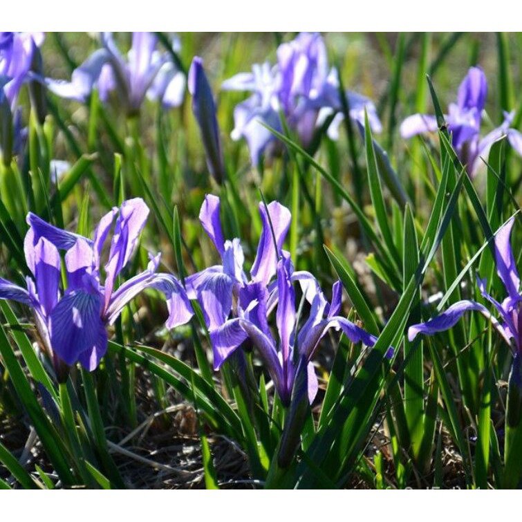 BUY 1 GET 1 FREE 50pcs Iris Lactea Plant Seed Horse Orchid Flower Seeds