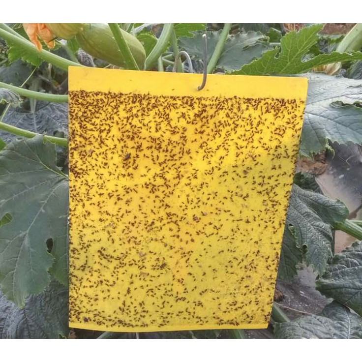 Doublesided Yellow sticker sticky insect tape catcher Nontoxic no