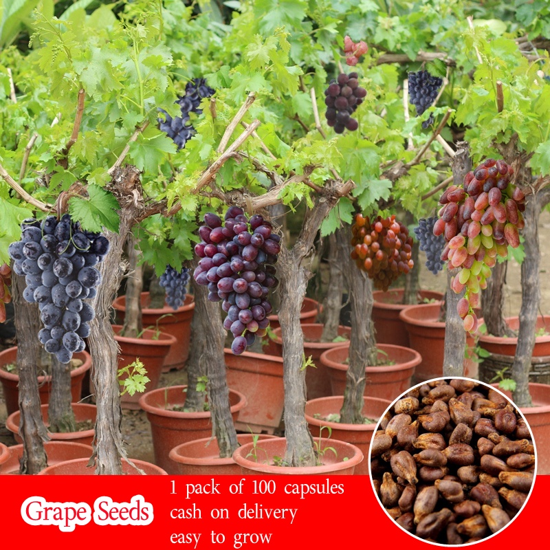 Ready Stock 100pcs Rare Delicious Grape Seeds Fruit Tree Seeds Plants